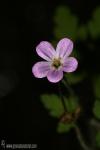 Geranium robertianum 1 Flora Granada Natural