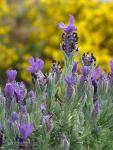 Lavandula stoechas