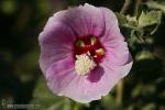 Lavatera maritima 1 Flora Granada Natural