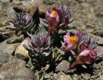 Linaria glacialis