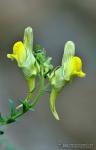 Linaria verticillata 1 Flora Granada Natural