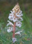 Orobanche crenata 1 Flora Granada Natural