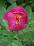 Paeonia coriacea