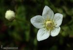 Parnassia palustris 1 Granada Natural