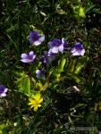 Pinguicula nevadensis