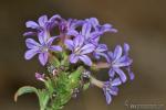 Plumbago europaea 1 Flora Granada Natural