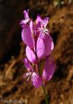 Polygala boissieri 1 Flora Granada Natural