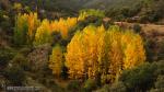 Populus nigra 1 Granada Natural