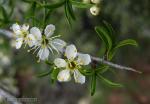 Prunus ramburii 1 Flora Granada Natural