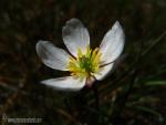 Ranunculus angustifolius var. uniflorus 1 Granada Natural