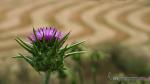 Silybum marianum