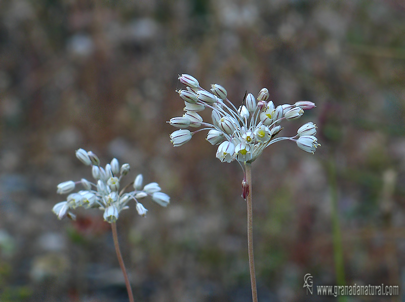 Allium paniculatum 1 Granada Natural