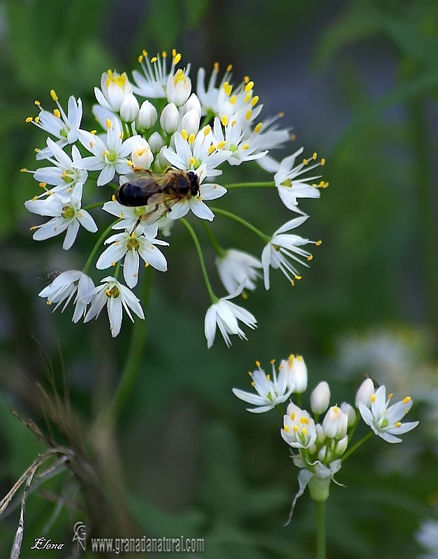 Allium subvillosum 1