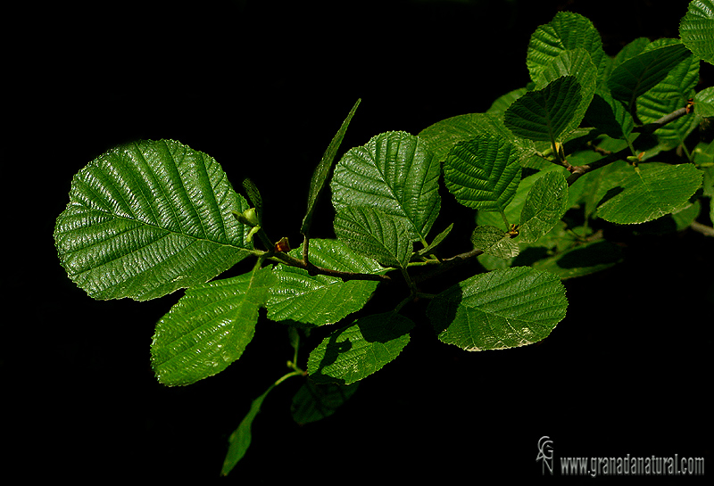 Alnus glutinosa 1 Arboles Granada Natural