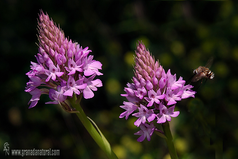 Anacamptis pyramidalis