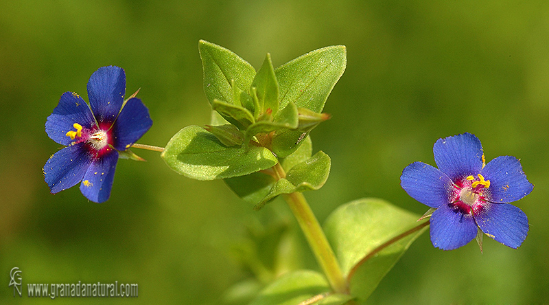 Anagallis arvensis 1 Flora Granada Natural