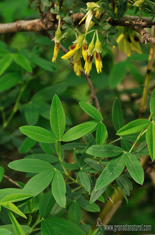 Anagyris foetida 1