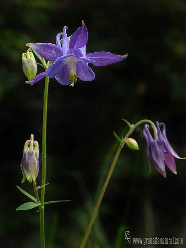 Aquilegia vulgaris ssp nevadensis 1