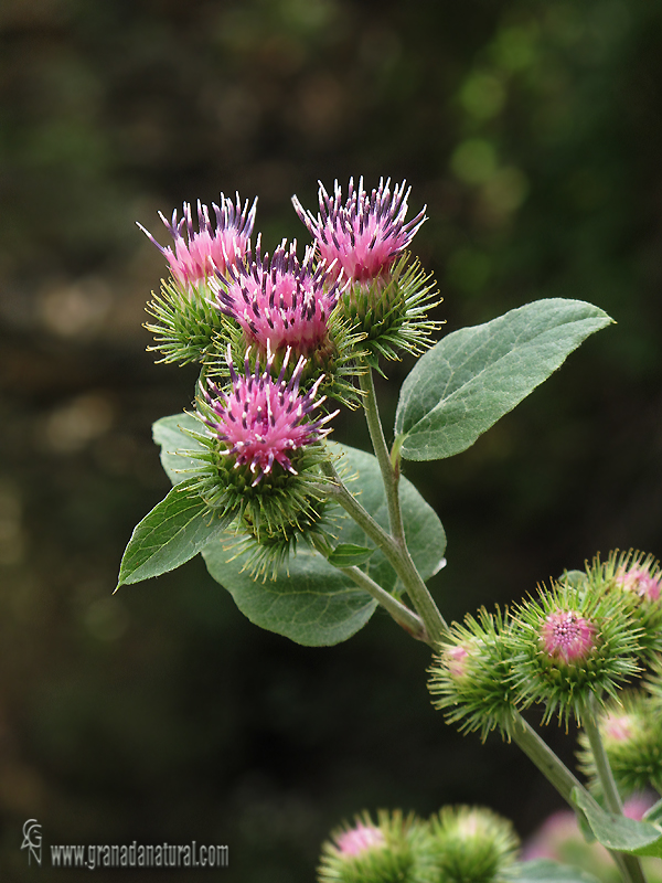 Arctium minus 1