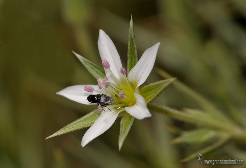 Arenaria pungens 1