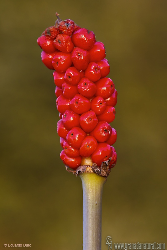 Arum italicum 1