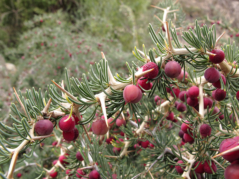 Asparagus albus 1