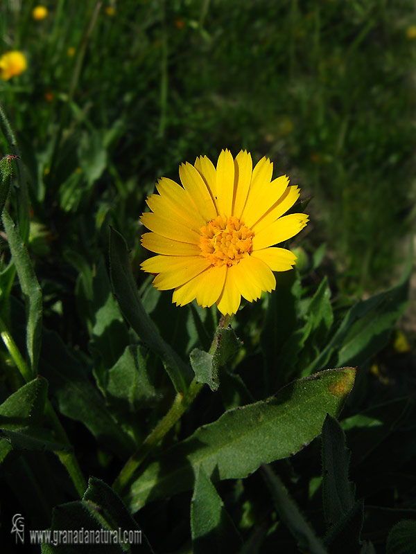 Calendula arvensis