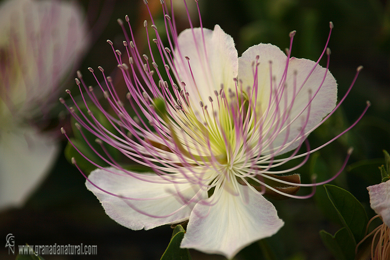 Capparis spinosa 1