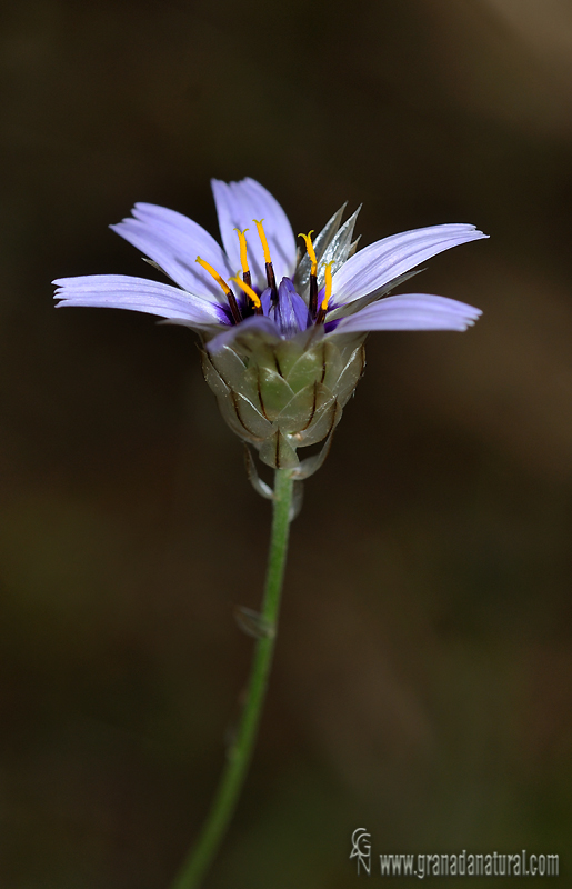 Catananche caerulea 1