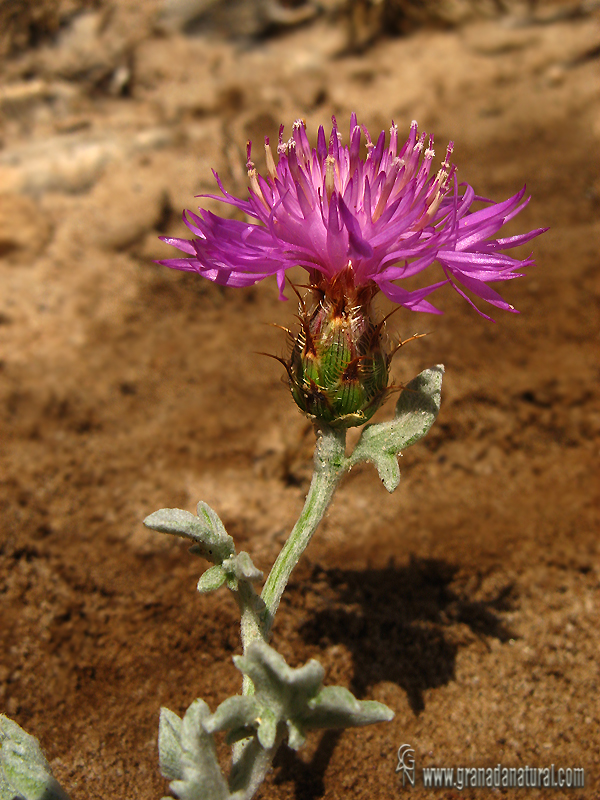 Centaurea bombycina ssp. bombycina 1