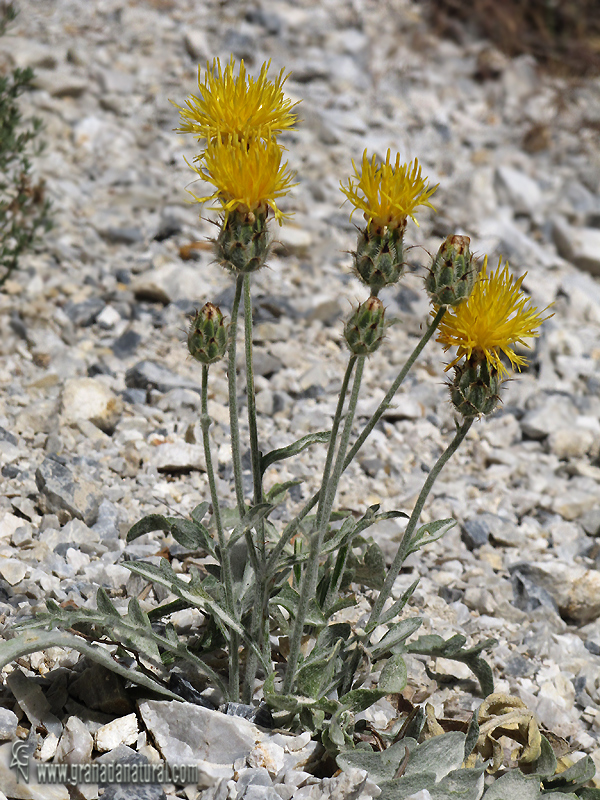 Centaurea granatensis 1