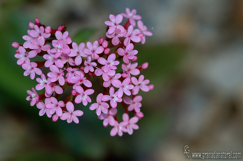 Centranthus macrosiphon 1