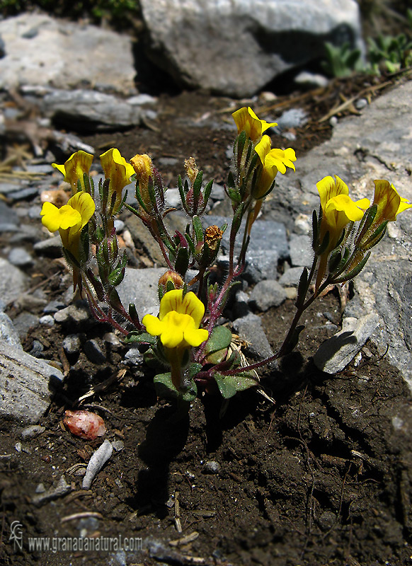 Chaenorhinum raveyi 1