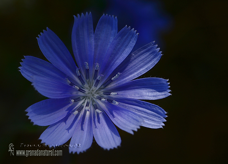 Cichorium intybus Achicoria 1 Granada Natural