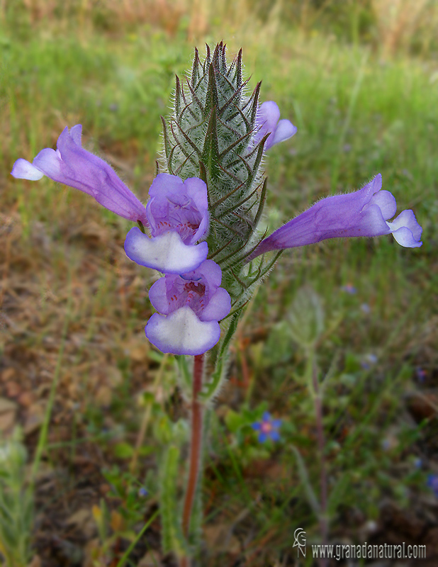 Cleonia lusitanica 1