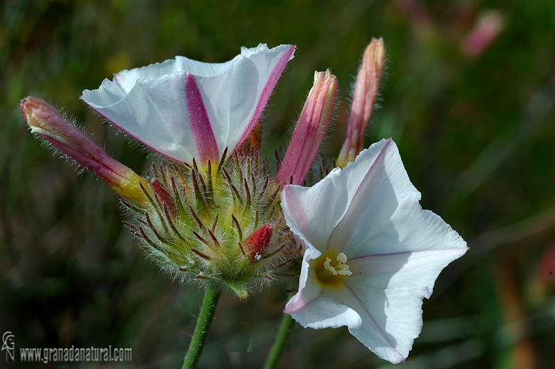 Convolvulus lanuginosus 1