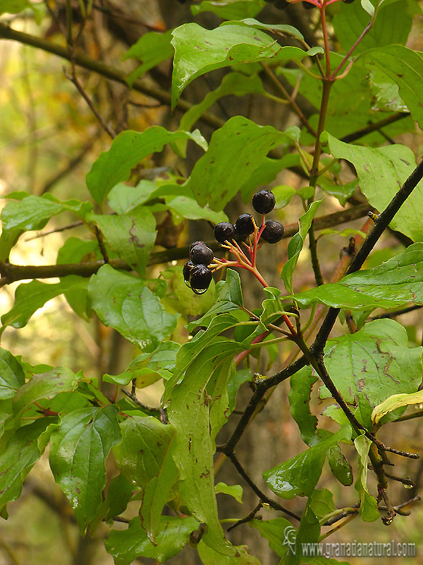 Cornus sanguinea Granada Natural