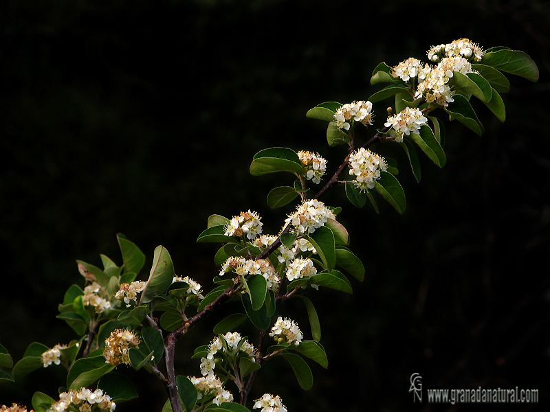 Cotoneaster granatensis 1