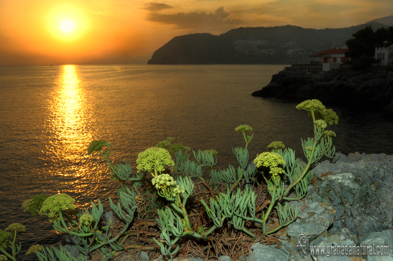 Crithmum maritimum 1