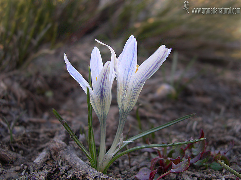 Crocus nevadensis Flora Granada Natural