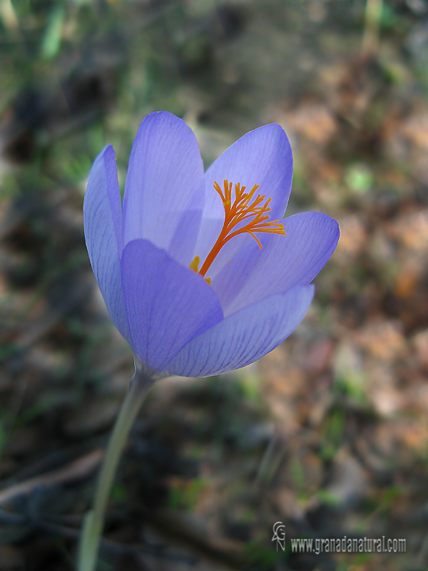 Crocus serotinus