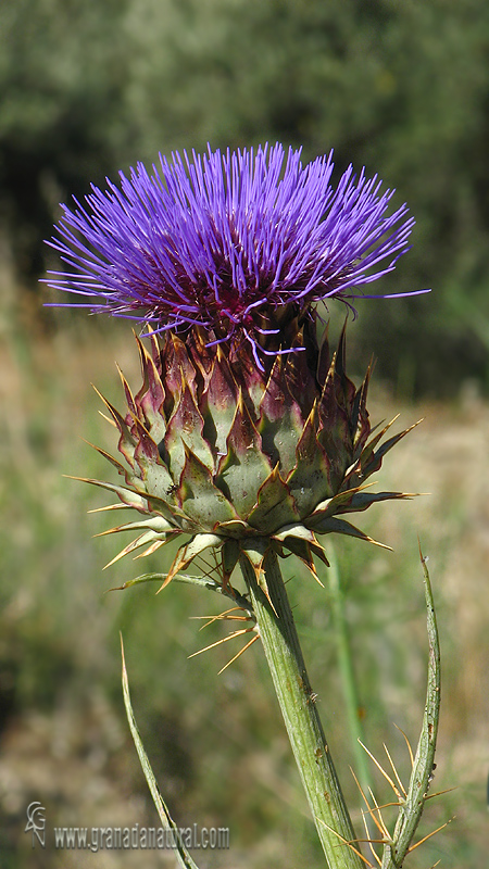 Cynara cardunculus 1 Granada Natural