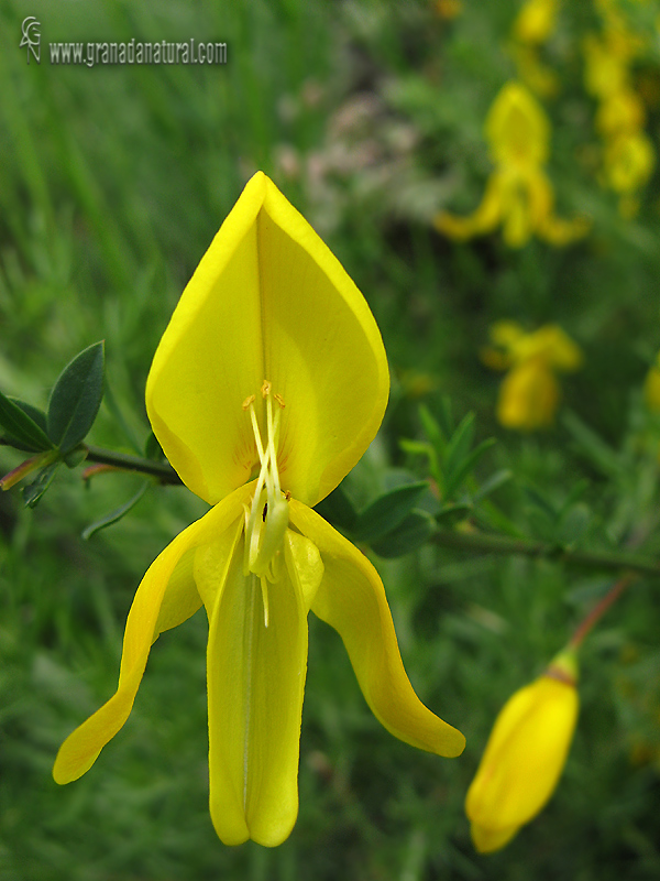 Cytisus scoparius ssp scoparius