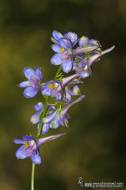 Delphinium emarginatum ssp. nevadense 1