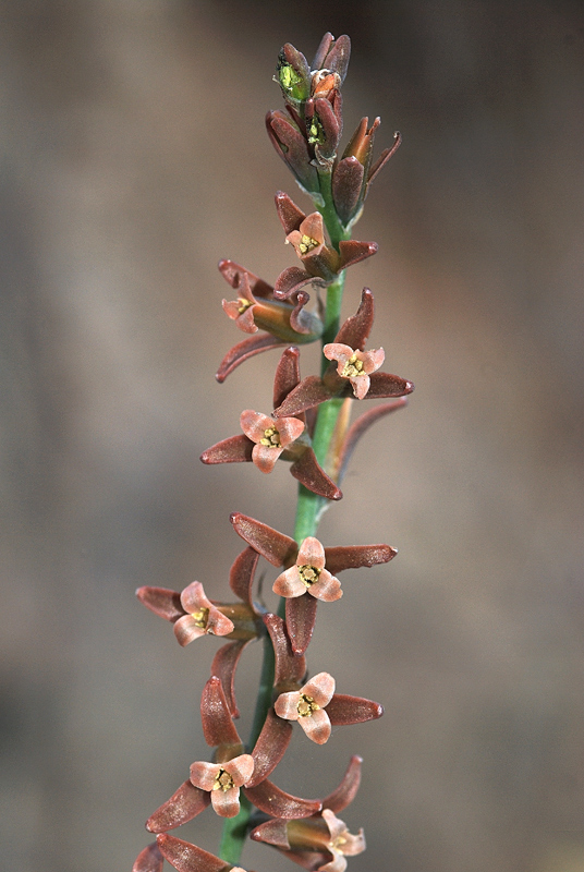 Dipcadi serotinum 1