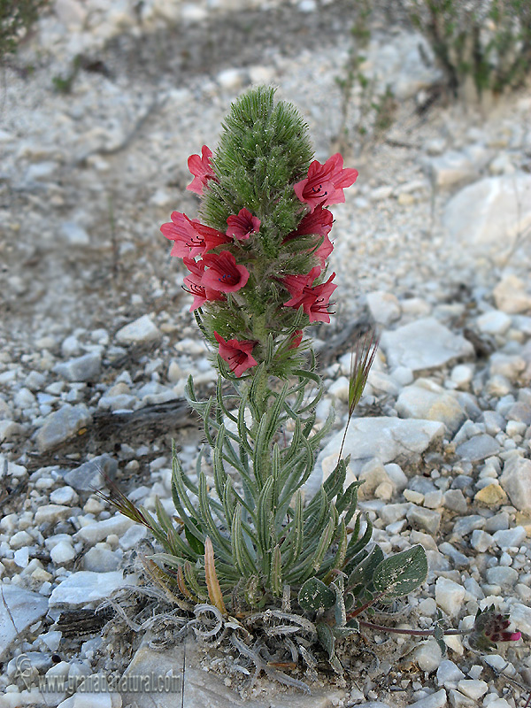 Echium albicans