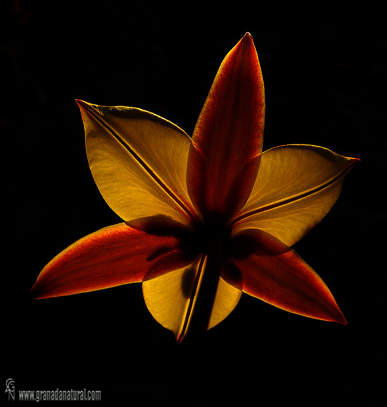 Tulipa sylvestris ssp australis