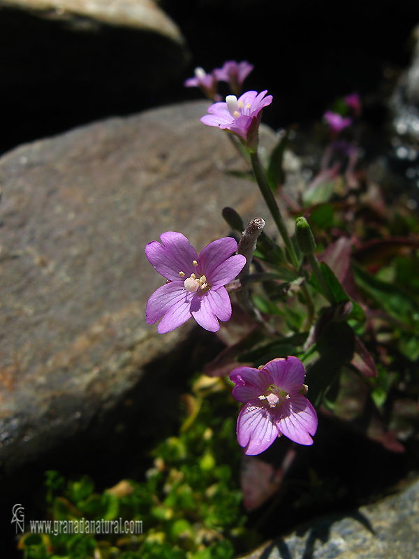 Epilobium atlanticum