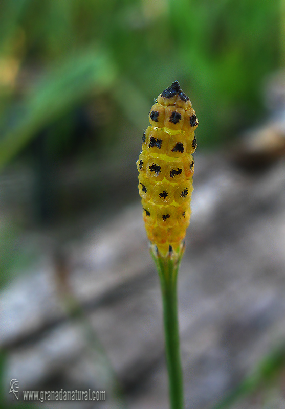 Equisetum ramosissimum 1 Granada Natural