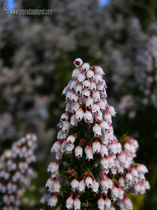 Erica arborea 1 Arbustos Granada Natural